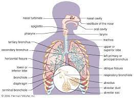 learn more about respiratorysystem
